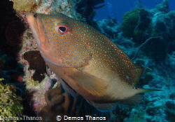 A coney in Grand Cayman. by Demos Thanos 